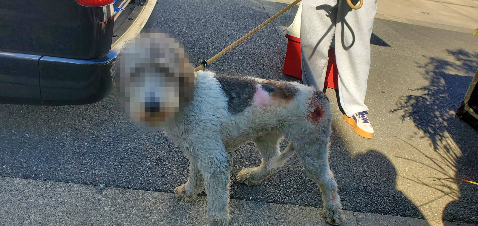 保護した直後の犬。毛は絡まり、皮膚には傷が残っている