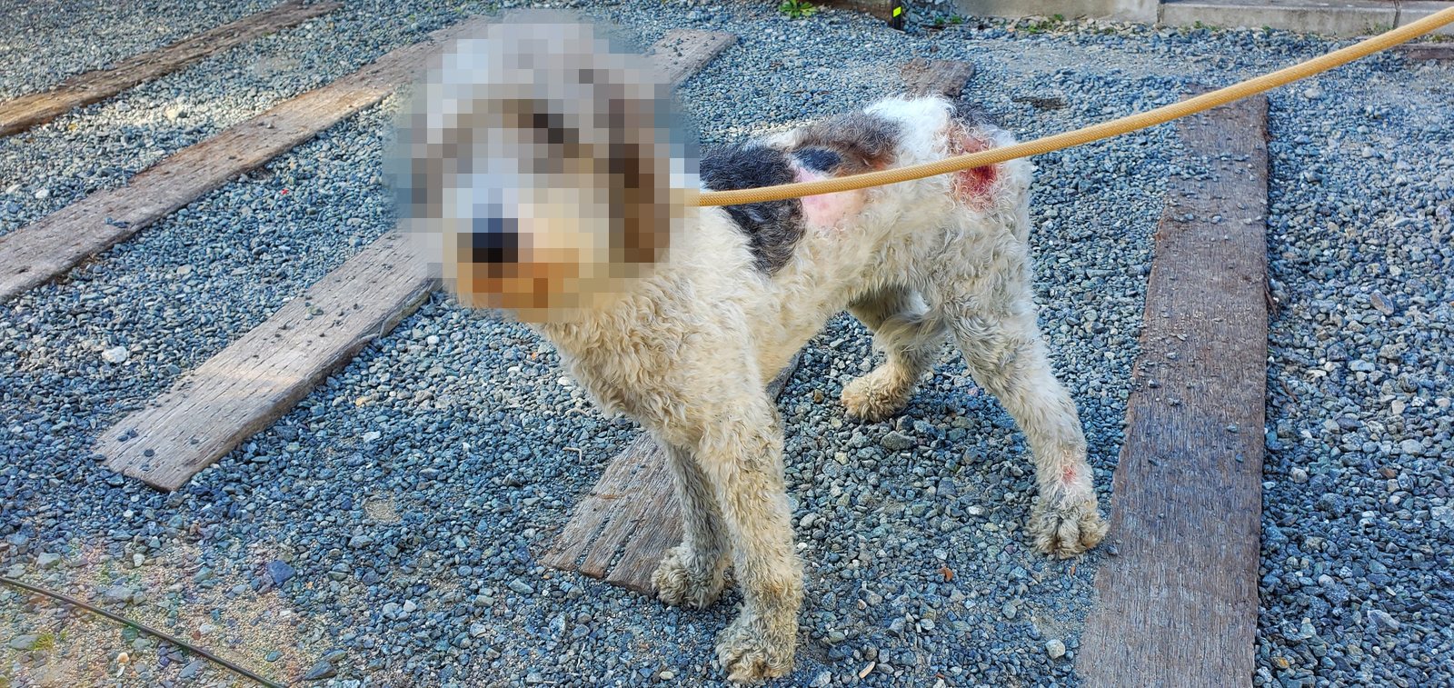 保護した日の犬、全身