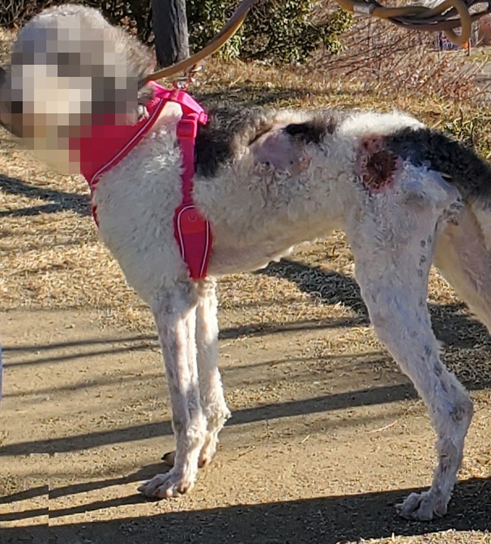 翌日、ハーネスをつけて散歩に出た保護犬
