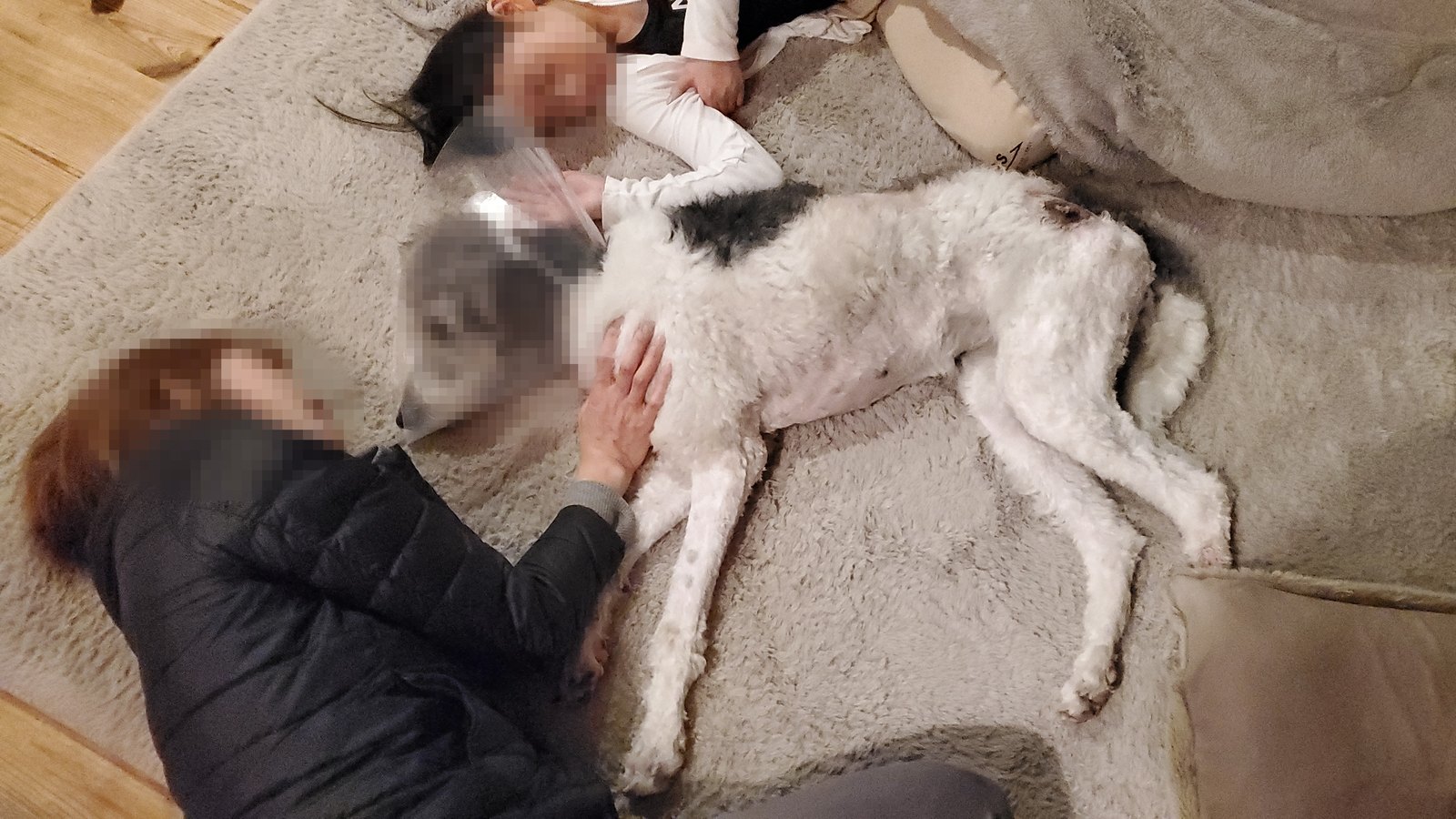 家族の間で眠る保護犬